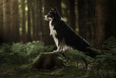 a black and white dog sitting on top of a tree stump in the middle of a forest