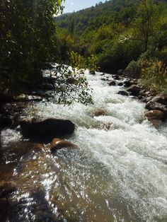 a river flowing through a lush green forest