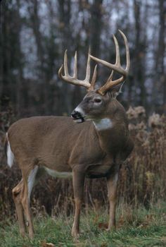 a deer with antlers standing in the grass