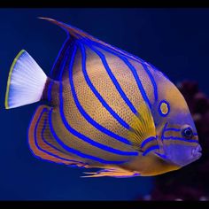 an orange and blue fish with white stripes on it's head is swimming in the water