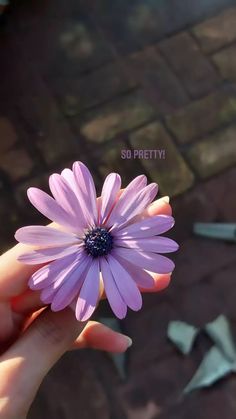 Pretty Flowers Photography, Snap Streak Ideas, Streak Ideas, Flowers Instagram, Ig Story Ideas