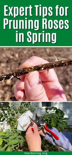 the cover of expert tips for pruning roses in spring