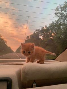 an orange kitten sitting on the dashboard of a car