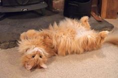 an orange fluffy cat laying on its back