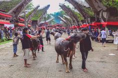 two donkeys are walking down the street in front of people