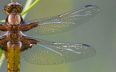 a dragonfly sitting on top of a green plant