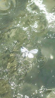 a white butterfly floating on top of water