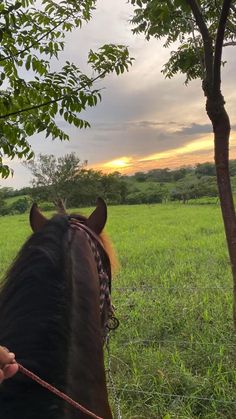 a person riding on the back of a brown horse next to a lush green field