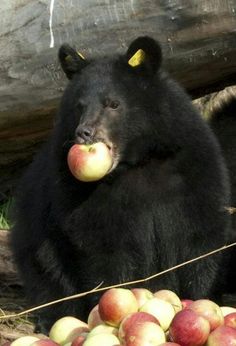 a black bear sitting on the ground with apples in his mouth