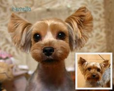 a small brown dog with long hair and big eyes looking at the camera while standing in front of a wall