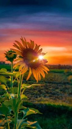 a sunflower with the words good morning on it in front of a sunset over a field