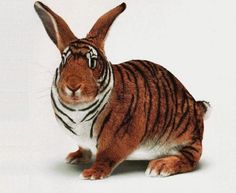 a brown and white rabbit sitting on top of a white floor