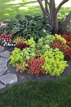 a garden filled with lots of different types of flowers and plants next to a tree