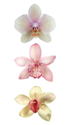 three different types of orchids on a white background