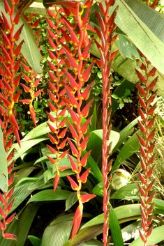 red and yellow flowers in the middle of green plants