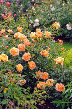 an orange rose bush in the middle of a garden with lots of green and yellow flowers