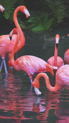 several pink flamingos are standing in the water