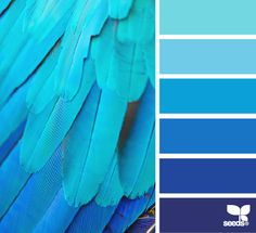 a close up of a blue bird's wing and the color scheme for its feathers