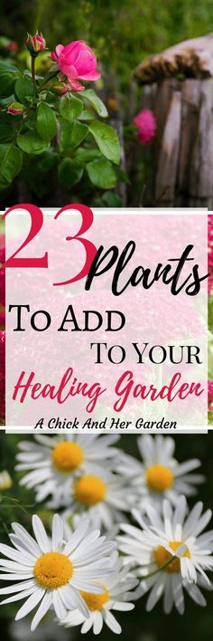 white daisies and pink flowers with the words 23 plants to add to your health garden