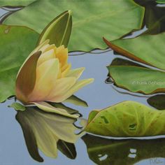 a painting of a yellow waterlily in the pond