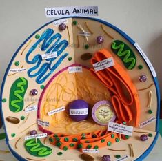 an animal cell is shown with labels on it's outer layer and labeled in numbers