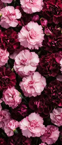 many pink and red flowers are together