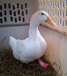 a white duck sitting on top of a pile of hay next to a cage filled with straw