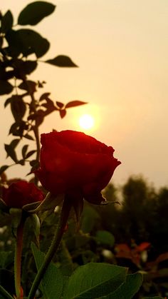 a red rose is blooming in front of the setting sun, with green leaves