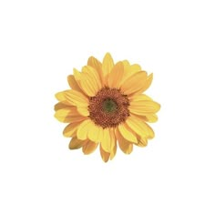 a large yellow sunflower on a white background