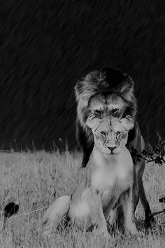 two lions sitting in the grass with one looking at the camera while the other looks on