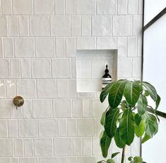 a potted plant in front of a white brick wall with an outlet on it