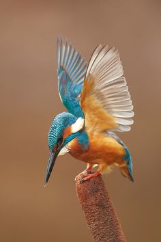 a blue and orange bird with its wings spread