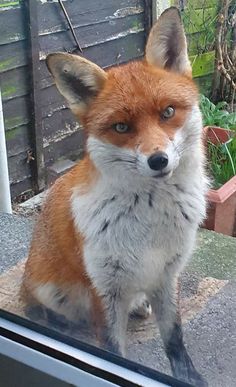 a close up of a small fox near a window