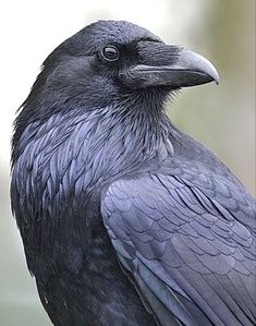 a black bird sitting on top of a tree branch