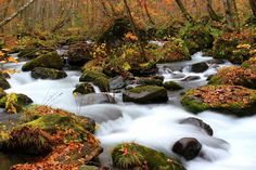 a stream running through a forest filled with lots of rocks and trees covered in fall leaves