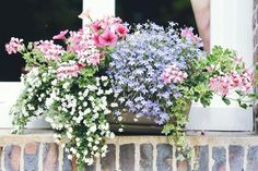 some flowers are growing out of a window sill