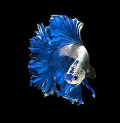 a blue and white siamese fish with black background