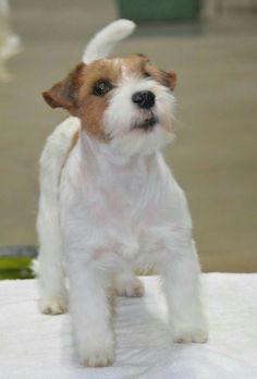 a small white and brown dog standing on top of a table