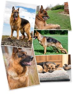 four pictures of german shepherd dogs in different positions and sizes, including one laying on the ground