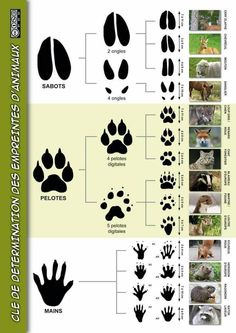 an animal's footprints and paws are shown in this diagram, with the names below them