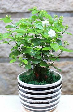 a potted plant sitting on top of a table