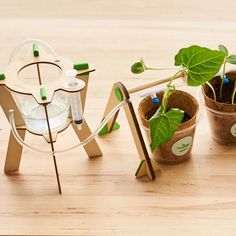 three potted plants with green leaves and tubes attached to them on a wooden table