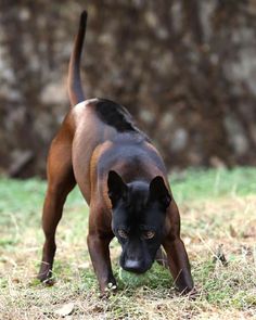 a black and brown dog walking across a grass covered field