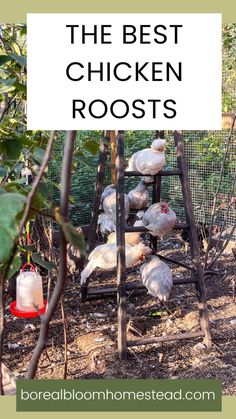 the best chicken roosts to feed on in your backyard or garden are you looking for one?