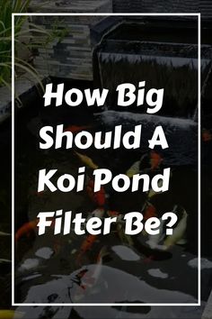 How Big Should A Koi Pond Filter Be?