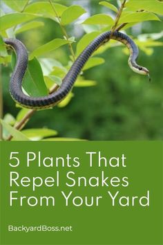 a snake on a tree branch with the words 5 plants that repel snakes from your yard