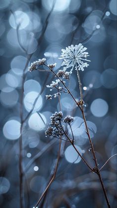 a plant with snow on it in front of some blurry boket background