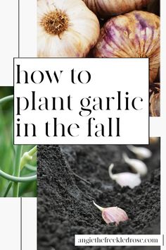 garlic growing in the soil with text overlay that reads how to plant garlic in the fall