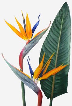 two colorful birds of paradise flowers next to each other on a green leafy branch