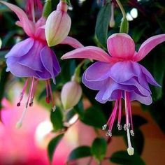 two purple and white flowers with green leaves